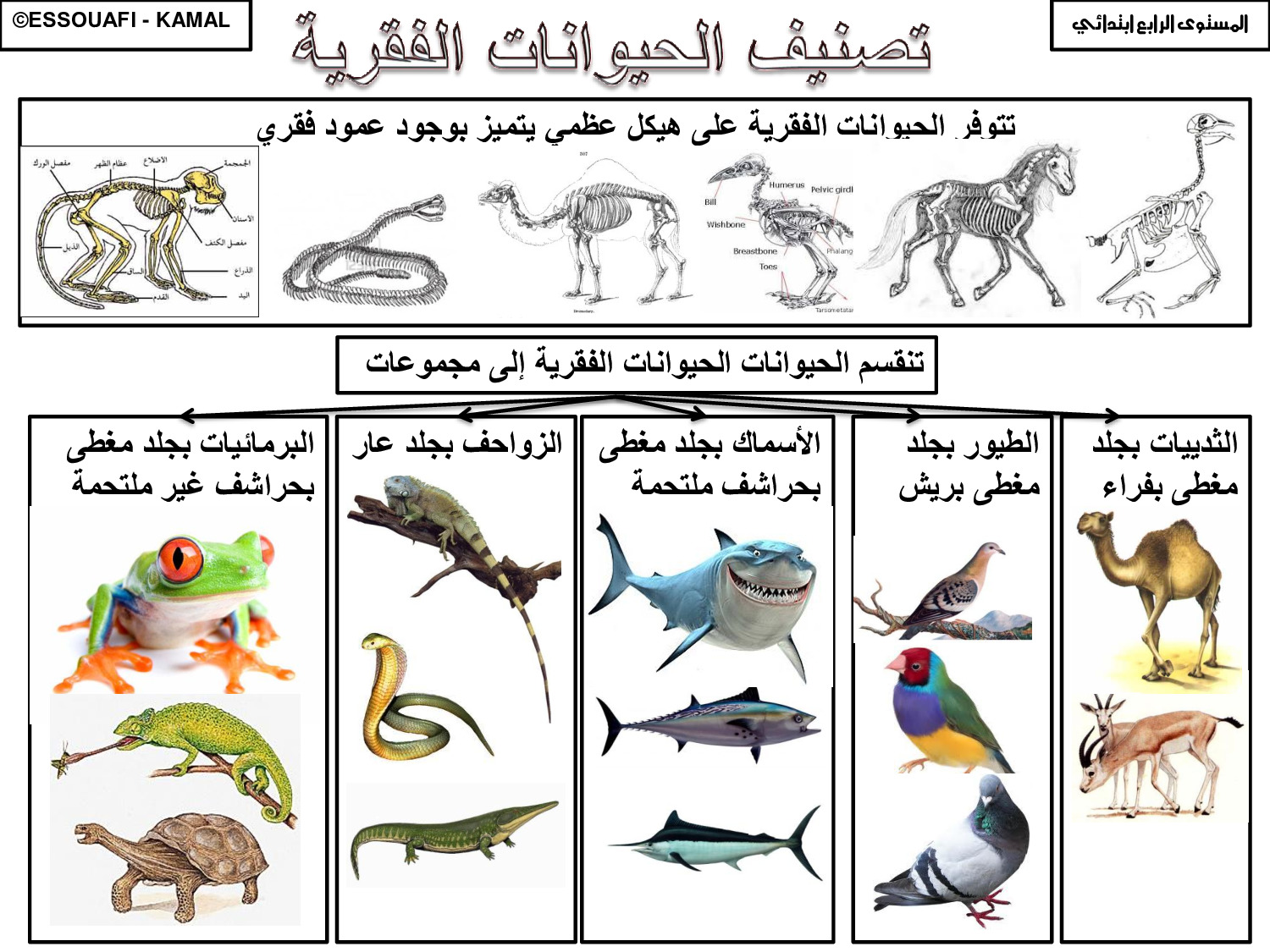 أي الحيوانات التالية يعتبر من الفقاريات