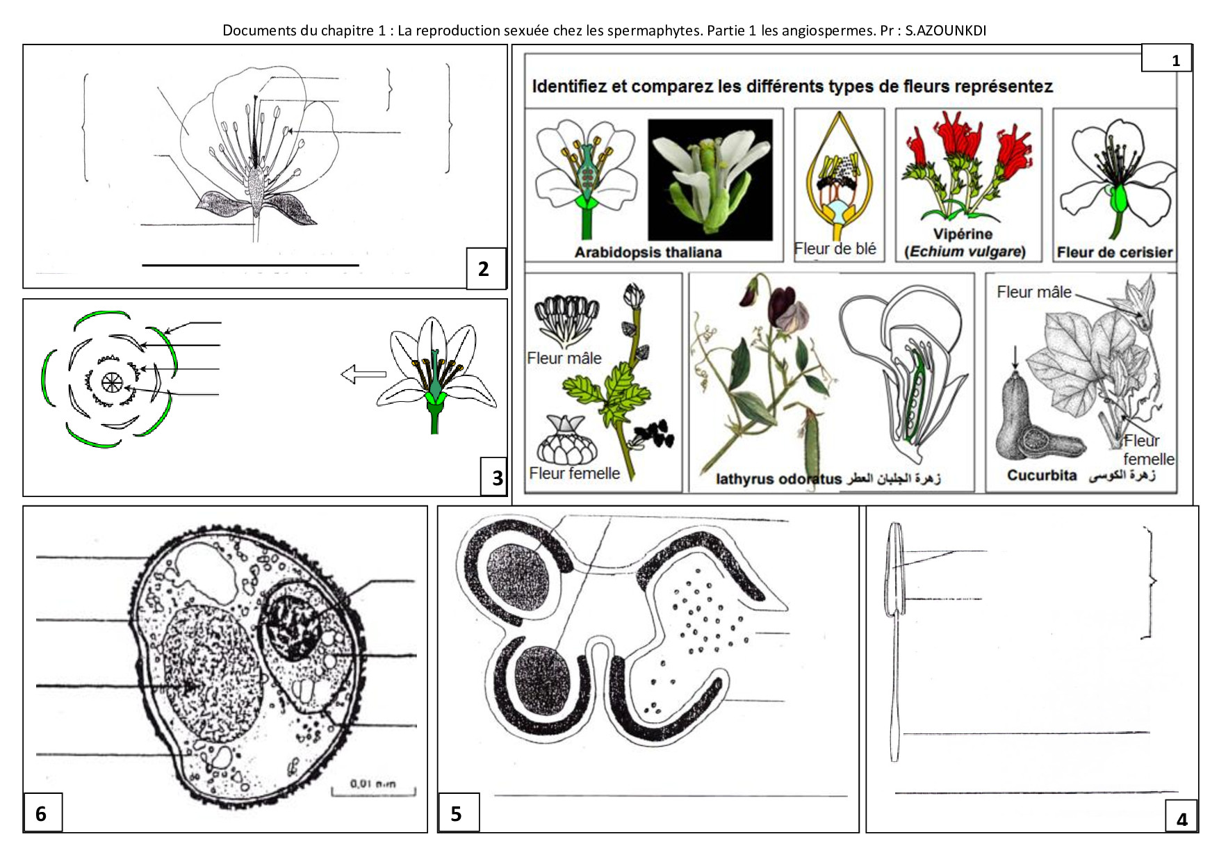 La Reproduction Sexuée Chez Les Plantes à Fleurs Documents 3 Alloschool 