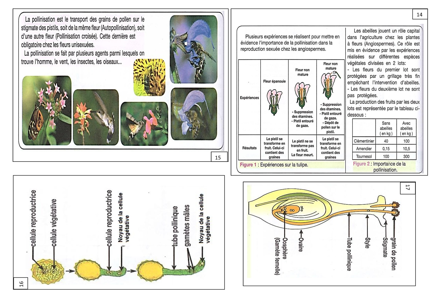 La Reproduction Sexuée Chez Les Plantes à Fleurs Documents 3 Alloschool 4607