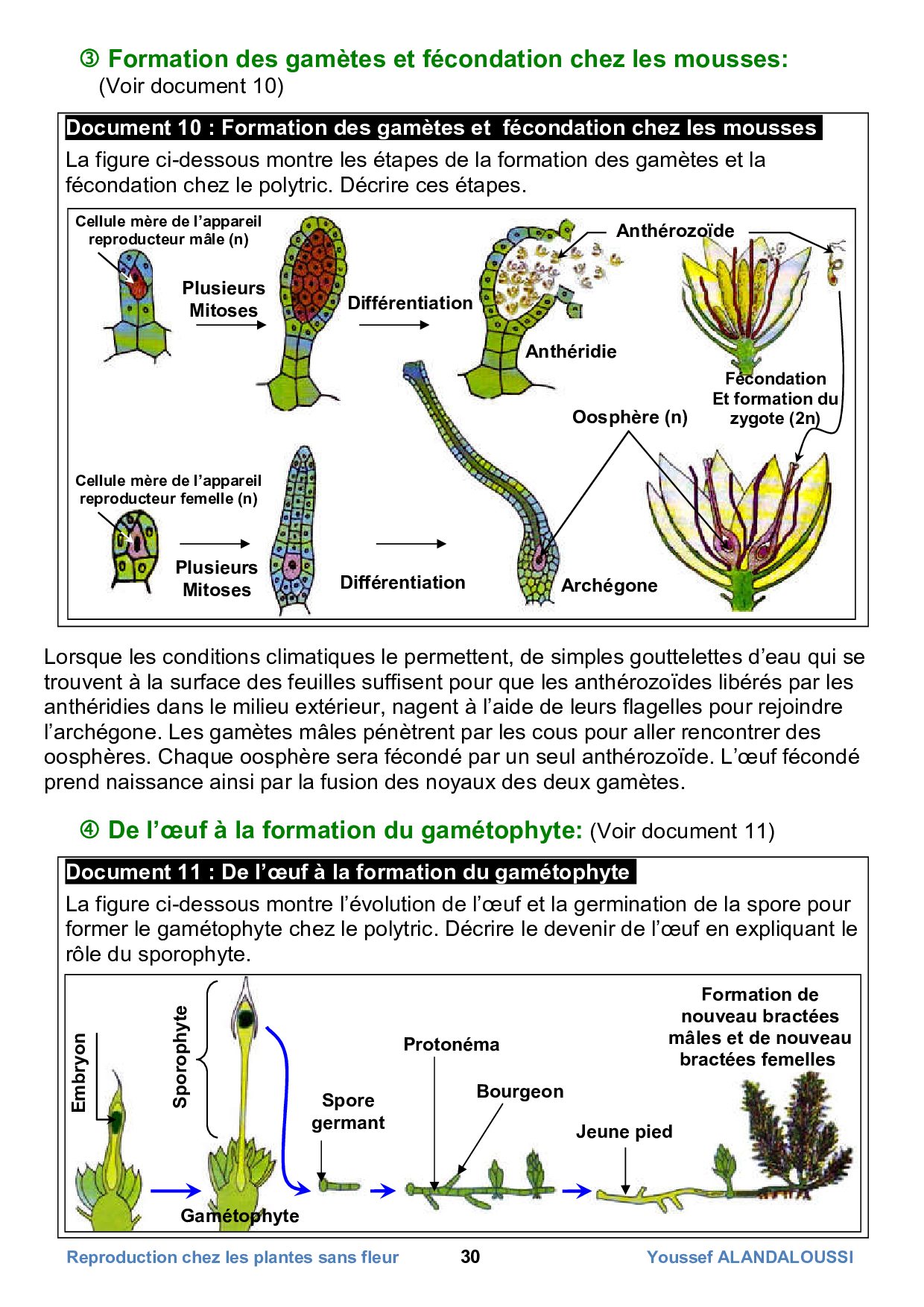 La Reproduction Sexuée Chez Les Plantes Sans Fleurs Cours 1 Alloschool 