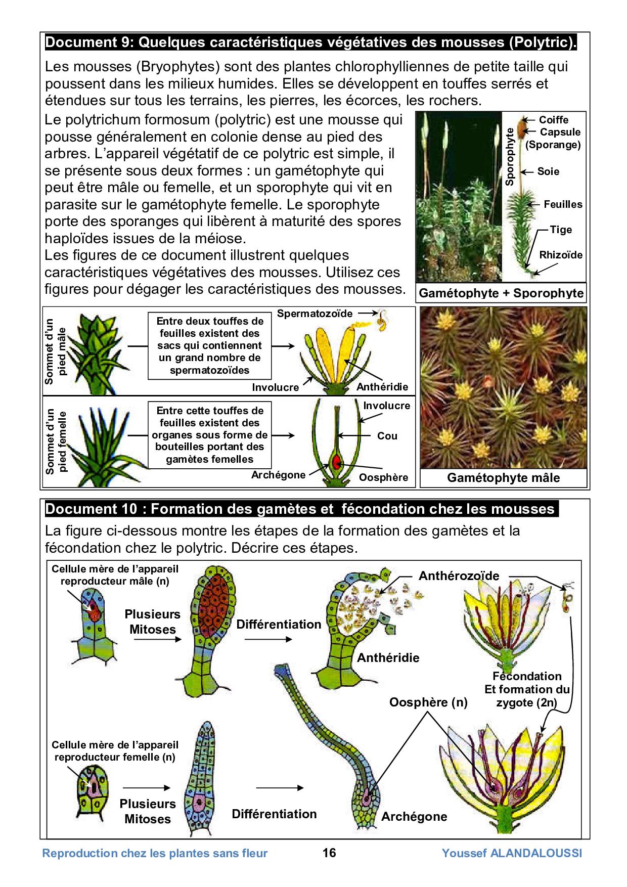 La Reproduction Sexuée Chez Les Plantes Sans Fleurs Documents 1 Alloschool 0712