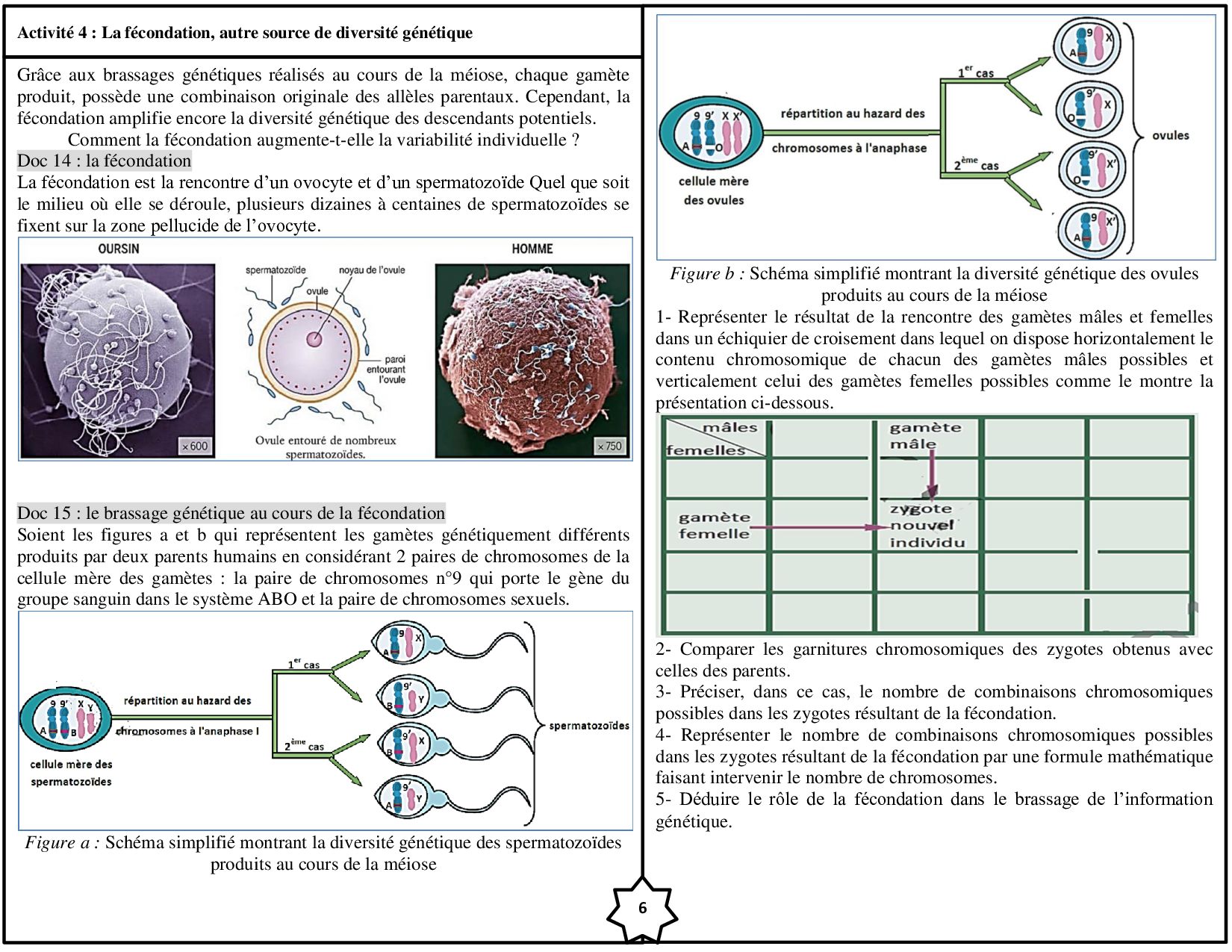 Transmission De Linformation Génétique Par La Reproduction Sexuée Activités Alloschool 8865