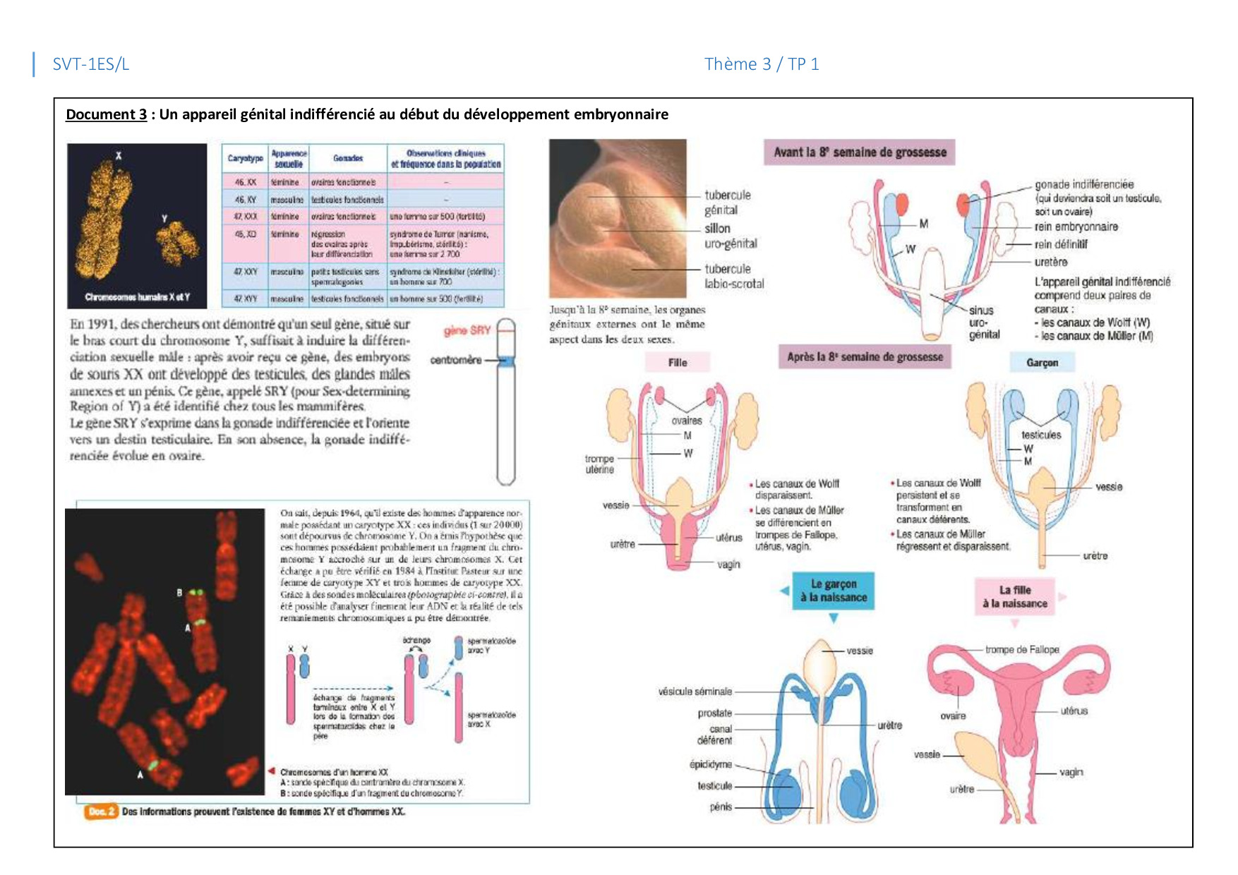 TP Structure et mise en place des organes génitaux Allobabe