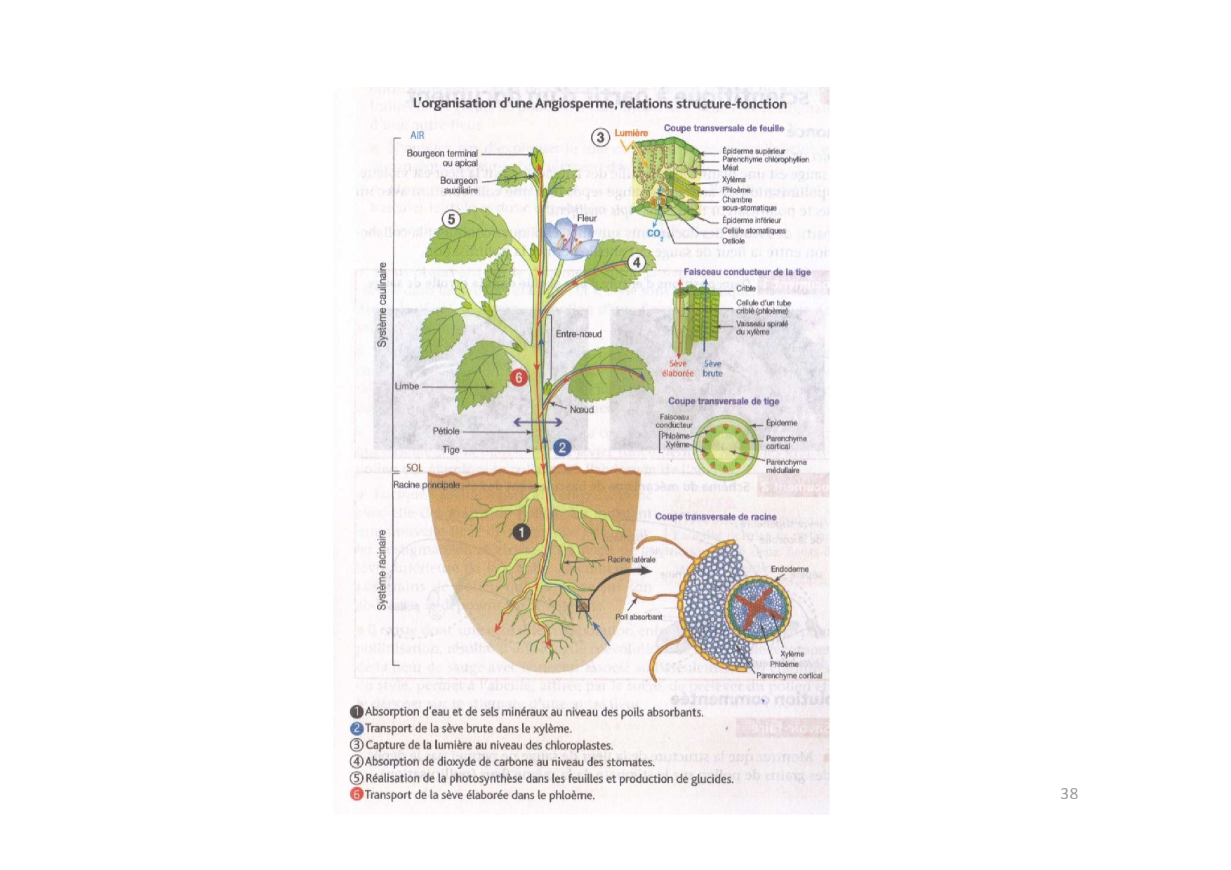 Organisation Des Plantes à Fleurs Et Vie Fixée - Cours 2 - AlloSchool