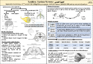 Le Système Nerveux - Résumé De Cours (MA) - AlloSchool