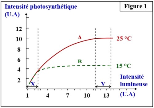 photosynthèse 1