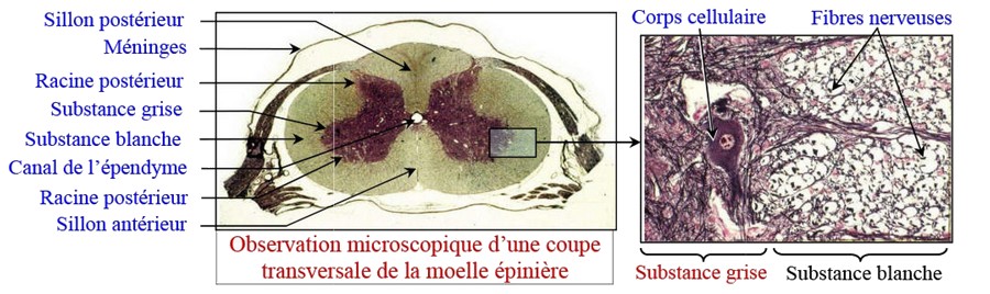 histologie de la substance blanche de la moelle épinière