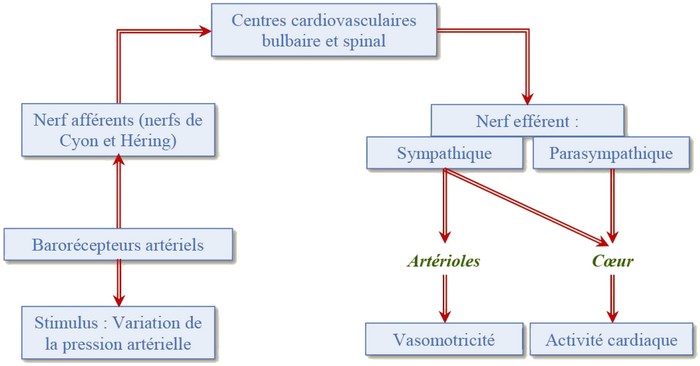 Régulation De La Pression Artérielle Et La Maintien De Léquilibre Hydrominéral Cours Partie 8838