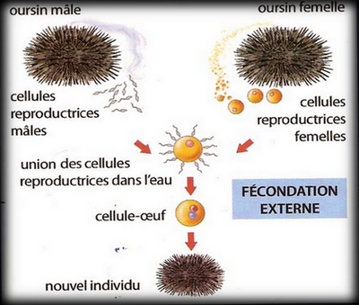 fécondation externe