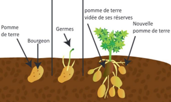 Séance 25 La Reproduction Chez Les Végétaux Cours Partie 4 Alloschool