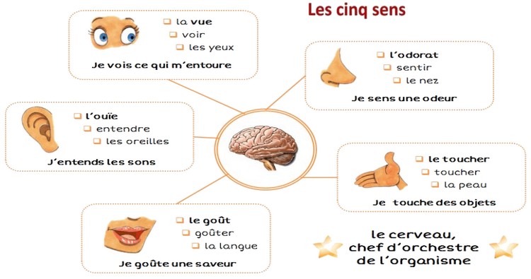 Séance 28 La Sensibilité Consciente Cours Partie 1 Alloschool 