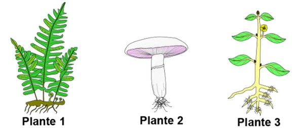 La Classification Des Plantes - Série D'exercices 1 - AlloSchool