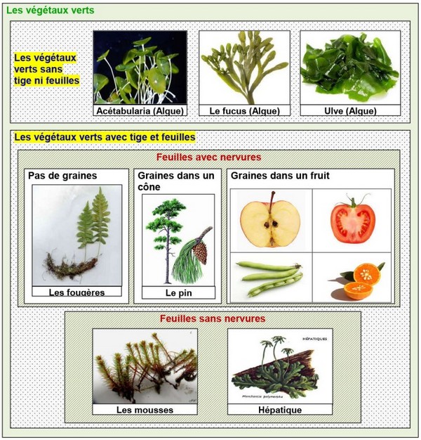 La Classification Des Plantes - Série D'exercices 2 - AlloSchool