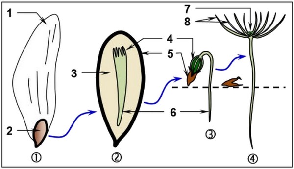 graine de gymnospermes