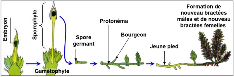 formation de spores dans la mousse