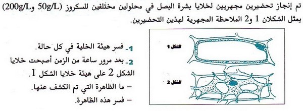 جزء النبات المسؤول عن امتصاص الماء والأملاح من التربة السيقان