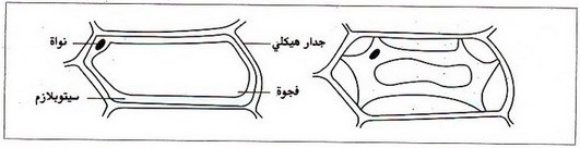 تمارين محلولة آليات امتصاص الماء والأملاح المعدنية عند النباتات 2 Alloschool